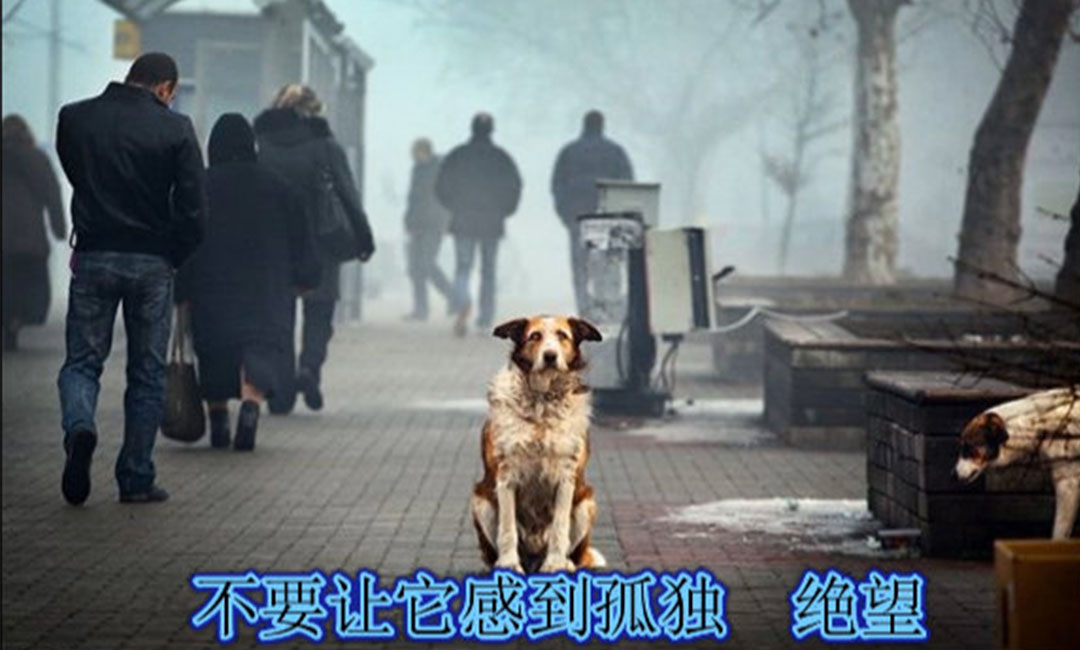 厦门爱影圈微博微信转发案例